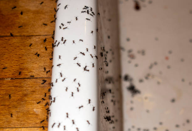 Best Ant Control Services  in Tahlequah, OK